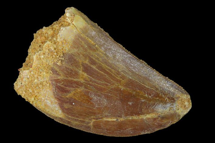 Serrated, Carcharodontosaurus Tooth - Real Dinosaur Tooth #156896